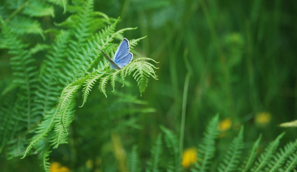 Altro Lycenidae